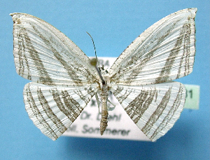  (Acropteris leptaliata - BC ZSM Lep 42281)  @13 [ ] Copyright (2010) Axel Hausmann/Bavarian State Collection of Zoology (ZSM) SNSB, Zoologische Staatssammlung Muenchen