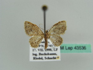  (Pasiphila derasata - BC ZSM Lep 43536)  @11 [ ] CreativeCommons - Attribution Non-Commercial Share-Alike (2010) Axel Hausmann SNSB, Zoologische Staatssammlung Muenchen