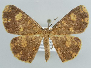  (Cyclophora poeciloptera - BC ZSM Lep 43888)  @14 [ ] CreativeCommons - Attribution Non-Commercial Share-Alike (2010) Axel Hausmann SNSB, Zoologische Staatssammlung Muenchen