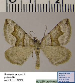  (Scotopteryx HL01Ru - BC ZSM Lep 54492)  @13 [ ] Copyright (2011) Axel Hausmann/Bavarian State Collection of Zoology (ZSM) SNSB, Zoologische Staatssammlung Muenchen