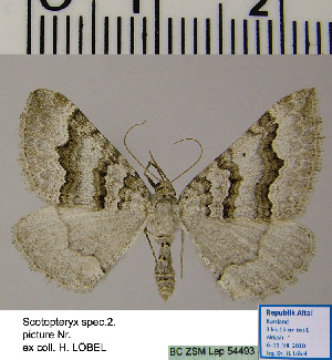  (Scotopteryx HL02Ru - BC ZSM Lep 54493)  @13 [ ] Copyright (2011) Axel Hausmann/Bavarian State Collection of Zoology (ZSM) SNSB, Zoologische Staatssammlung Muenchen
