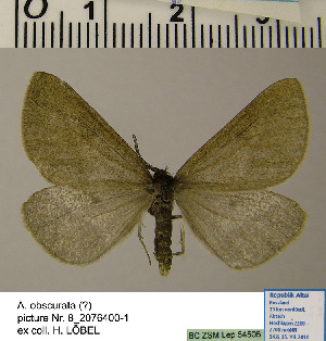  (Aspitates obscurata - BC ZSM Lep 54506)  @13 [ ] Copyright (2011) Axel Hausmann/Bavarian State Collection of Zoology (ZSM) SNSB, Zoologische Staatssammlung Muenchen