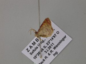  (Idaea AH01Za - BC ZSM Lep 54580)  @12 [ ] CreativeCommons - Attribution Non-Commercial Share-Alike (2011) Axel Hausmann SNSB, Zoologische Staatssammlung Muenchen