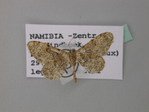 (Idaea BOLD:AAU5108 - BC ZSM Lep 43152)  @13 [ ] CreativeCommons - Attribution Non-Commercial Share-Alike (2010) Axel Hausmann SNSB, Zoologische Staatssammlung Muenchen