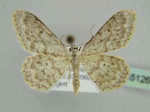  (Idaea metohiensis - BC ZSM Lep 45126)  @14 [ ] CreativeCommons - Attribution Non-Commercial Share-Alike (2010) Axel Hausmann SNSB, Zoologische Staatssammlung Muenchen