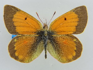  (Colias arida arida - BC ZSM Lep 50213)  @11 [ ] Copyright (2011) Axel Hausmann/Bavarian State Collection of Zoology (ZSM) SNSB, Zoologische Staatssammlung Muenchen