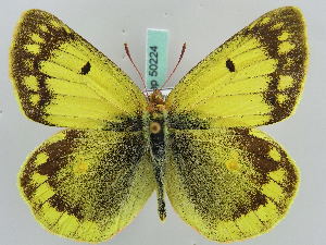  (Colias berylla - BC ZSM Lep 50224)  @14 [ ] Copyright (2011) Axel Hausmann/Bavarian State Collection of Zoology (ZSM) SNSB, Zoologische Staatssammlung Muenchen