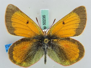  (Colias wandaJG01Tb - BC ZSM Lep 50235)  @11 [ ] Copyright (2011) Axel Hausmann/Bavarian State Collection of Zoology (ZSM) SNSB, Zoologische Staatssammlung Muenchen