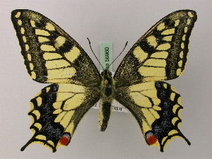  (Papilio machaon syriacus - BC ZSM Lep 56960)  @14 [ ] CreativeCommons - Attribution Non-Commercial Share-Alike (2011) Axel Hausmann SNSB, Zoologische Staatssammlung Muenchen