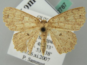  (Cyclophora AH03FG - BC ZSM Lep 52787)  @11 [ ] CreativeCommons - Attribution Non-Commercial Share-Alike (2011) Axel Hausmann SNSB, Zoologische Staatssammlung Muenchen