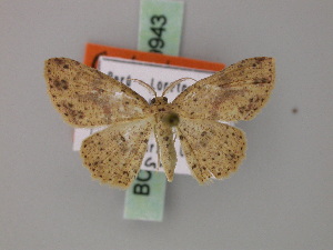  (Cyclophora couturieri - BC ZSM Lep 59943)  @13 [ ] CreativeCommons - Attribution Non-Commercial Share-Alike (2011) Axel Hausmann SNSB, Zoologische Staatssammlung Muenchen