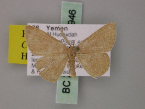  (Cyclophora staudei - BC ZSM Lep 59946)  @14 [ ] CreativeCommons - Attribution Non-Commercial Share-Alike (2011) Axel Hausmann SNSB, Zoologische Staatssammlung Muenchen
