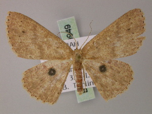  (Cyclophora melantroches - BC ZSM Lep 59949)  @13 [ ] CreativeCommons - Attribution Non-Commercial Share-Alike (2011) Axel Hausmann SNSB, Zoologische Staatssammlung Muenchen