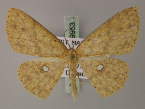  (Cyclophora argyromma - BC ZSM Lep 59953)  @14 [ ] CreativeCommons - Attribution Non-Commercial Share-Alike (2011) Axel Hausmann SNSB, Zoologische Staatssammlung Muenchen