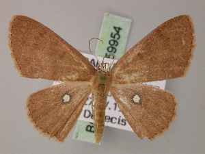  (Cyclophora argentosa - BC ZSM Lep 59954)  @13 [ ] CreativeCommons - Attribution Non-Commercial Share-Alike (2011) Axel Hausmann SNSB, Zoologische Staatssammlung Muenchen