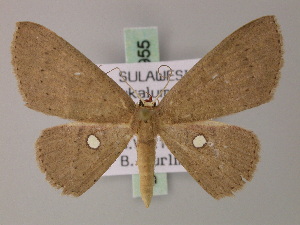  (Cyclophora scioessa - BC ZSM Lep 59955)  @13 [ ] CreativeCommons - Attribution Non-Commercial Share-Alike (2011) Axel Hausmann SNSB, Zoologische Staatssammlung Muenchen