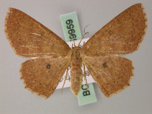  (Cyclophora rubrior - BC ZSM Lep 59959)  @13 [ ] CreativeCommons - Attribution Non-Commercial Share-Alike (2011) Axel Hausmann SNSB, Zoologische Staatssammlung Muenchen