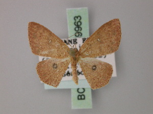  (Cyclophora subcarnearia - BC ZSM Lep 59963)  @11 [ ] CreativeCommons - Attribution Non-Commercial Share-Alike (2011) Axel Hausmann SNSB, Zoologische Staatssammlung Muenchen