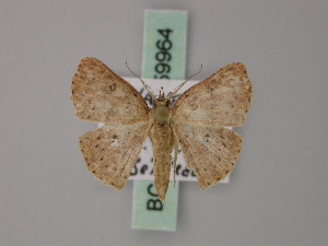  (Cyclophora anablemma - BC ZSM Lep 59964)  @13 [ ] CreativeCommons - Attribution Non-Commercial Share-Alike (2011) Axel Hausmann SNSB, Zoologische Staatssammlung Muenchen