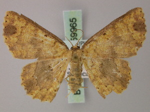  (Cyclophora nebuligera - BC ZSM Lep 59965)  @13 [ ] CreativeCommons - Attribution Non-Commercial Share-Alike (2011) Axel Hausmann SNSB, Zoologische Staatssammlung Muenchen