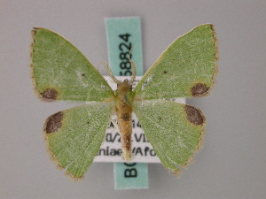  (Comibaena quadrinotata - BC ZSM Lep 58824)  @11 [ ] CreativeCommons - Attribution Non-Commercial Share-Alike (2011) Axel Hausmann SNSB, Zoologische Staatssammlung Muenchen