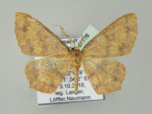  (Cyclophora AH01My - BC ZSM Lep add 57776)  @13 [ ] CreativeCommons - Attribution Non-Commercial Share-Alike (2011) Axel Hausmann SNSB, Zoologische Staatssammlung Muenchen