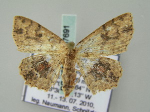  (Cyclophora tharossa - BC ZSM Lep 57691)  @14 [ ] CreativeCommons - Attribution Non-Commercial Share-Alike (2011) Axel Hausmann SNSB, Zoologische Staatssammlung Muenchen