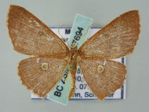  (Cyclophora AH02Me - BC ZSM Lep 57694)  @14 [ ] CreativeCommons - Attribution Non-Commercial Share-Alike (2011) Axel Hausmann SNSB, Zoologische Staatssammlung Muenchen
