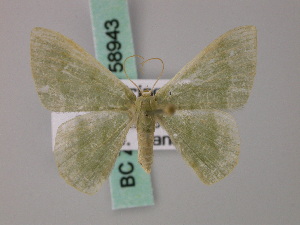  (Chlorissa tanyptera - BC ZSM Lep 58943)  @11 [ ] CreativeCommons - Attribution Non-Commercial Share-Alike (2011) Axel Hausmann SNSB, Zoologische Staatssammlung Muenchen