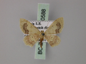  (Idaea terpnaria - BC ZSM Lep 60588)  @12 [ ] CreativeCommons - Attribution Non-Commercial Share-Alike (2011) Axel Hausmann SNSB, Zoologische Staatssammlung Muenchen