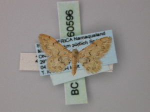  (Idaea angusta - BC ZSM Lep 60596)  @12 [ ] CreativeCommons - Attribution Non-Commercial Share-Alike (2011) Axel Hausmann SNSB, Zoologische Staatssammlung Muenchen