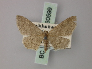  (Idaea soldaitisi - BC ZSM Lep 60599)  @12 [ ] CreativeCommons - Attribution Non-Commercial Share-Alike (2011) Axel Hausmann SNSB, Zoologische Staatssammlung Muenchen