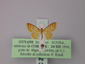  (Idaea triangularia - BC ZSM Lep 60642)  @12 [ ] CreativeCommons - Attribution Non-Commercial Share-Alike (2011) Axel Hausmann SNSB, Zoologische Staatssammlung Muenchen