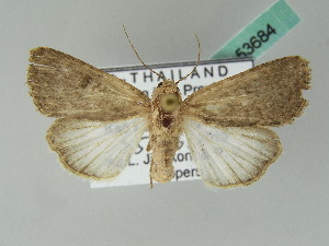  (Spodoptera pecten - BC ZSM Lep 53684)  @14 [ ] CreativeCommons - Attribution Non-Commercial Share-Alike (2011) Axel Hausmann SNSB, Zoologische Staatssammlung Muenchen