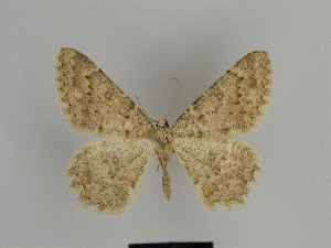  (Gnophos praeacutaria - SE MNC Lep 00883)  @14 [ ] Copyright (2011) Sven Erlacher Museum of Natural History Chemnitz