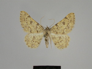  (Gnophos brachyphora - SE MNC Lep 00952)  @13 [ ] Copyright (2011) Sven Erlacher Museum of Natural History Chemnitz
