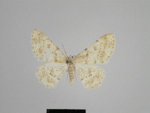  (Gnophos maracandica - SE MNC Lep 01015)  @11 [ ] Copyright (2011) Sven Erlacher Museum of Natural History Chemnitz