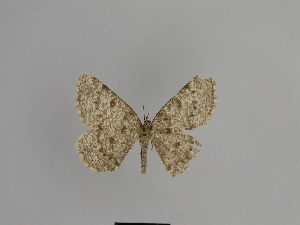  (Gnophos benepunctaria - SE MNC Lep 01055)  @12 [ ] Copyright (2011) Sven Erlacher Museum of Natural History Chemnitz