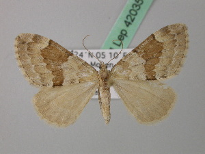  (Thera variolata - BC ZSM Lep 42035)  @11 [ ] CreativeCommons - Attribution Non-Commercial Share-Alike (2011) Axel Hausmann SNSB, Zoologische Staatssammlung Muenchen