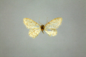  (Idaea ludovicaria - BC ZSM Lep 75072)  @12 [ ] CreativeCommons - Attribution Non-Commercial Share-Alike (2013) Axel Hausmann SNSB, Zoologische Staatssammlung Muenchen