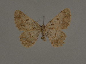 ( - BC ZSM Lep 20315)  @13 [ ] CreativeCommons - Attribution Non-Commercial Share-Alike (2012) Axel Hausmann SNSB, Zoologische Staatssammlung Muenchen