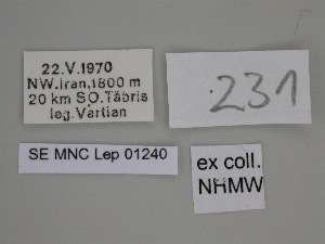 ( - SE MNC Lep 01240)  @11 [ ] Copyright (2012) Sven Erlacher Museum Naturkunde Chemnitz