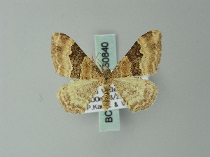  (Euphyia subangulata - BC ZSM Lep 60840)  @14 [ ] CreativeCommons - Attribution Non-Commercial Share-Alike (2012) Axel Hausmann SNSB, Zoologische Staatssammlung Muenchen