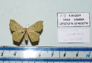  ( - BC ZSM Lep 20433)  @11 [ ] Copyright (2012) Axel Hausmann/Bavarian State Collection of Zoology (ZSM) SNSB, Zoologische Staatssammlung Muenchen