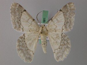 ( - BC ZSM Lep 58188)  @11 [ ] by-nc-sa (2025) SNSB, Staatliche Naturwissenschaftliche Sammlungen Bayerns ZSM (SNSB, Zoologische Staatssammlung Muenchen)