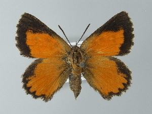  (Aloeides pallida jonathani - BC ZSM Lep 60082)  @14 [ ] CreativeCommons - Attribution Non-Commercial Share-Alike (2012) Axel Hausmann SNSB, Zoologische Staatssammlung Muenchen
