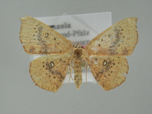  (Cyclophora lennigiaria - BC ZSM Lep 60703)  @13 [ ] CreativeCommons - Attribution Non-Commercial Share-Alike (2012) Axel Hausmann SNSB, Zoologische Staatssammlung Muenchen