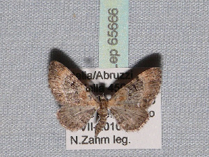  ( - BC ZSM Lep 65666)  @12 [ ] Copyright (2012) Axel Hausmann/Bavarian State Collection of Zoology (ZSM) SNSB, Zoologische Staatssammlung Muenchen