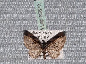  ( - BC ZSM Lep 65670)  @13 [ ] Copyright (2012) Axel Hausmann/Bavarian State Collection of Zoology (ZSM) SNSB, Zoologische Staatssammlung Muenchen