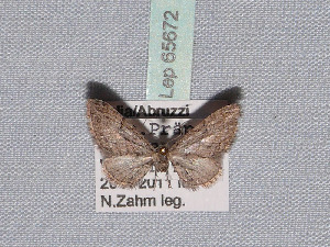  ( - BC ZSM Lep 65672)  @13 [ ] Copyright (2012) Axel Hausmann/Bavarian State Collection of Zoology (ZSM) SNSB, Zoologische Staatssammlung Muenchen